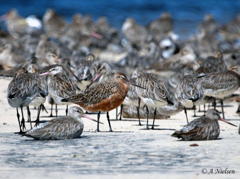 Cooloola Nature - Stayed 0