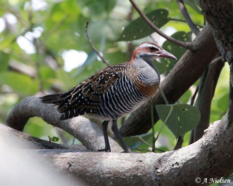 Cooloola Nature - Stayed 1