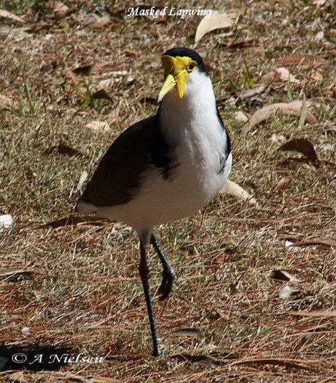Cooloola Nature - Stayed 6