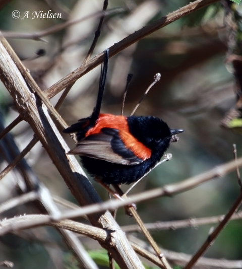 Cooloola Nature - Stayed 7