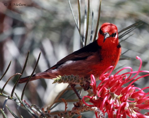 Cooloola Nature - Stayed 9
