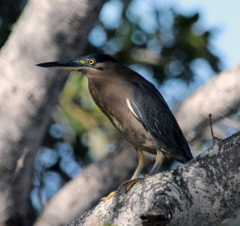 Cooloola Nature - Stayed 10