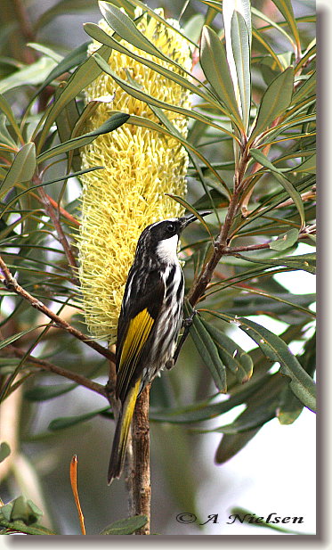Cooloola Nature - Stayed 11