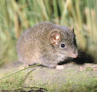 Munmorah State Conservation Area - Stayed