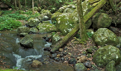 Booyong Walking Track - Stayed 2