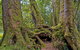 Antarctic Beech Picnic Area - thumb 3