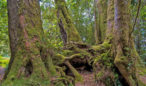Antarctic Beech Picnic Area - Stayed 3