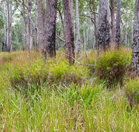 Narrawallee Inlet walking track - Stayed