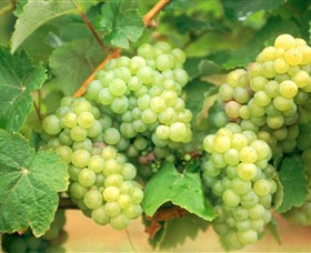 Red Tail Wines - Stayed 0