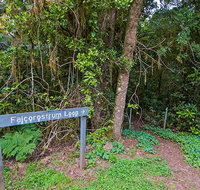 Falcorostrum loop walking track - Stayed
