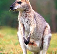 Venman Bushland National Park - Stayed