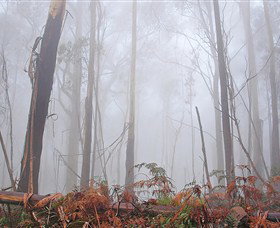 Mogo Bushwalk - Stayed 1