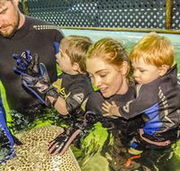 Irukandji Shark and Ray Encounters - Stayed