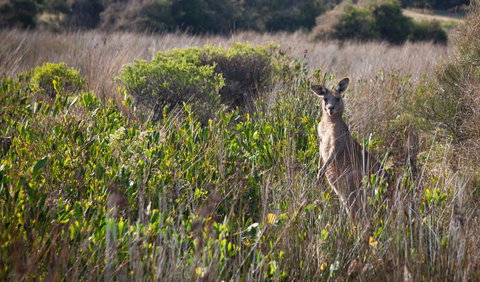 Murramarang Aboriginal Area Walking Track - Stayed 0
