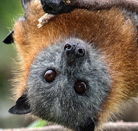 Wingham Brush Nature Reserve - Stayed