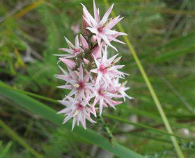 Booderee National Park: Green Patch And Telegraph Creek Walking Tracks - Stayed 5