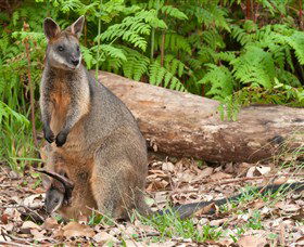 Booderee National Park: Green Patch And Telegraph Creek Walking Tracks - Stayed 7