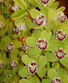 Tinonee Orchid Nursery - Stayed 1