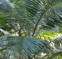 Bangalore Falls walking track - Stayed