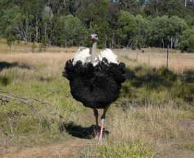 Glen Ian Ostrich And Emu Farm - Stayed 1