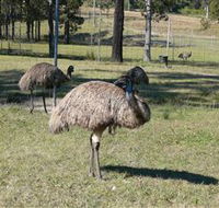 Glen Ian Ostrich and Emu Farm - Stayed