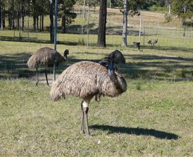 Glen Ian Ostrich And Emu Farm - Stayed 0