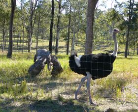 Glen Ian Ostrich And Emu Farm - Stayed 2