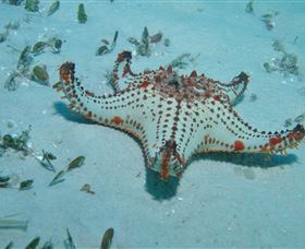 The Pines Dive Site - Stayed 0