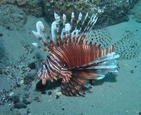 The Pines Dive Site - Stayed 1