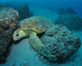 The Pines Dive Site - Stayed 3