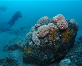 The Pines Dive Site - Stayed 2