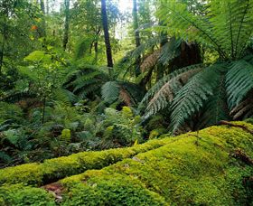 Bemm River VIC Stayed