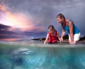 Tangalooma Dolphin Feeding - Stayed 0
