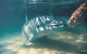 Tangalooma Dolphin Feeding - thumb 1