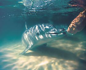 Tangalooma Dolphin Feeding - Stayed 1