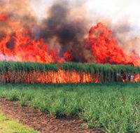 Reeves Family Sugar Cane Farm - Stayed