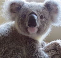 Koala Care Centre in Lismore - Stayed