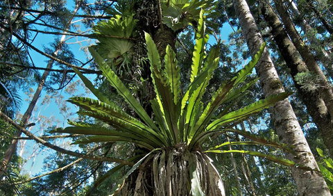 Whian Whian State Conservation Area - Stays Accommodation 0