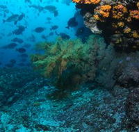 Henderson Rock Dive Site - Stayed