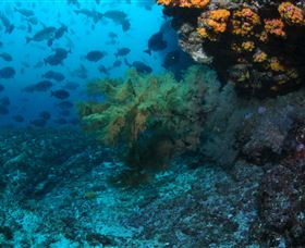 Henderson Rock Dive Site - Stayed 0