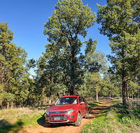 Wallingat Forest drive - Stayed