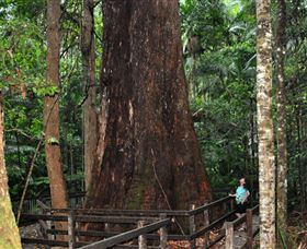 Bird Tree And Benaroon - Stayed 0