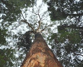 Bird Tree And Benaroon - Stayed 1