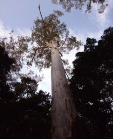 Orara East State Forest - Stayed 3