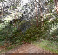 End Peak walking track - Stayed