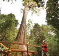 Old Bottlebutt - Stayed