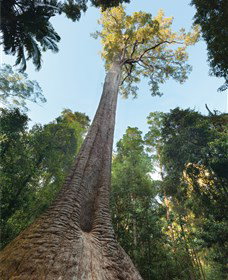 Burrawan State Forest - Stayed 1