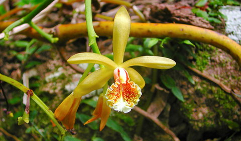 Falls Walking Track - Stayed 1