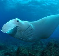 Manta Bommie Dive Site - Stayed