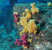 Shag Rock Dive Site - Stayed